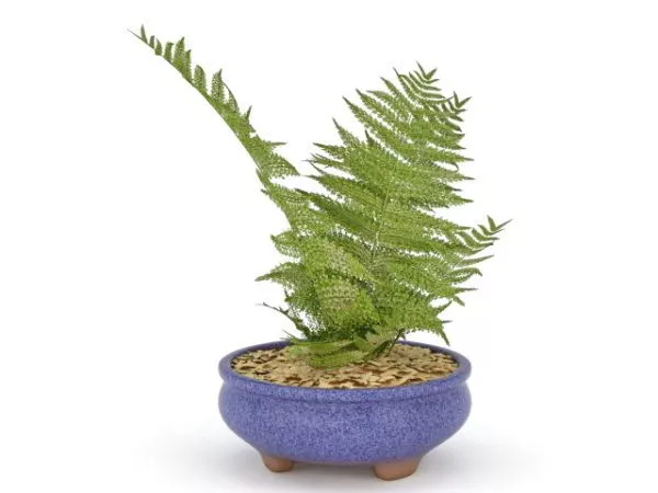 Fern In Blue Pot 3d model Fern In Blue Pot 3d model