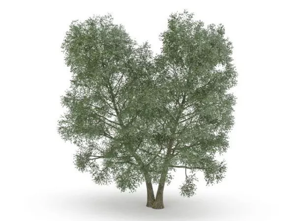 Twin Tree 3d model Twin Tree 3d model