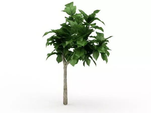 Dwarf Ornamental Tree 3d model Dwarf Ornamental Tree 3d model