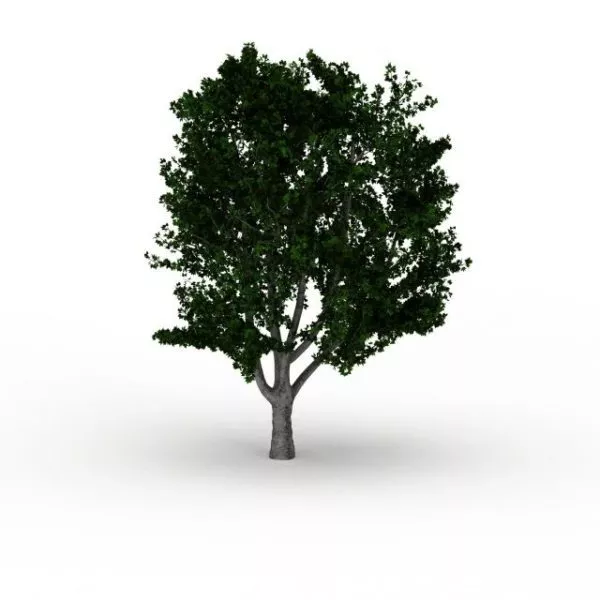 Chinese Mulberry Tree 3d model Chinese Mulberry Tree 3d model