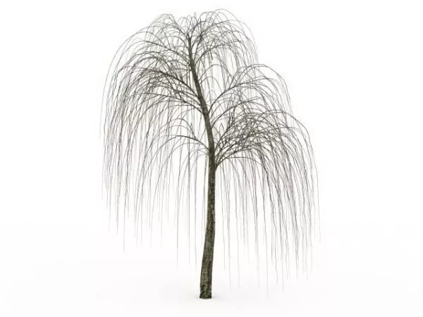 Bare Willow Tree 3d model Bare Willow Tree 3d model