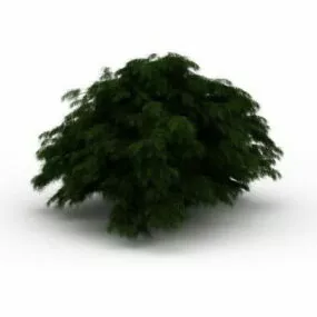 Large Evergreen Shrub 3d model