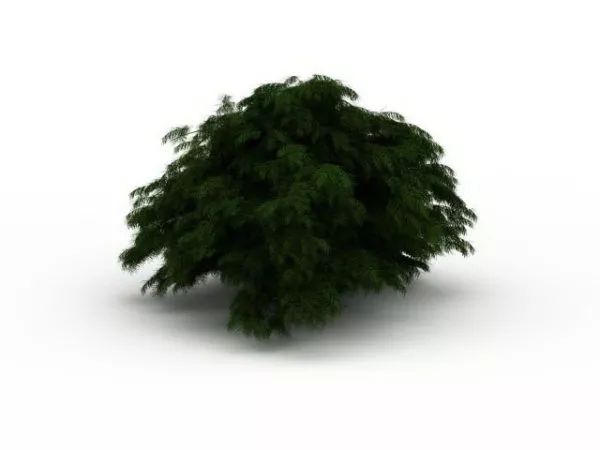 Large Evergreen Shrub 3d model Large Evergreen Shrub 3d model