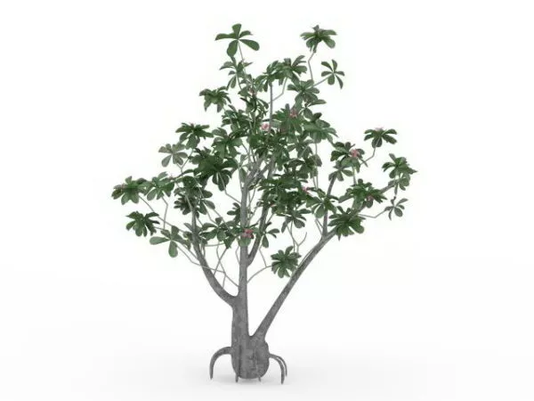 Pink Flower Tree 3d model Pink Flower Tree 3d model