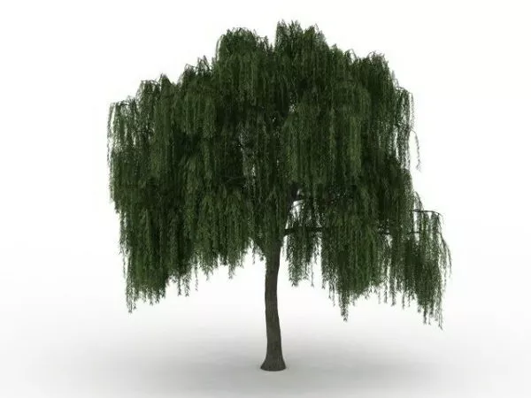 American Willow 3d model American Willow 3d model