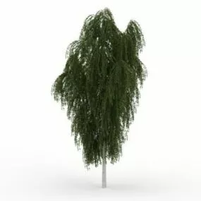 European White Willow 3d model