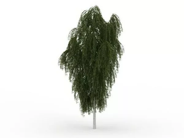European White Willow 3d model European White Willow 3d model