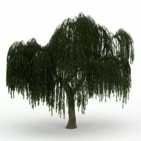 Weeping Willow Tree 3d model