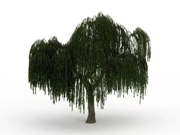 Weeping Willow Tree 3d model Weeping Willow Tree 3d model