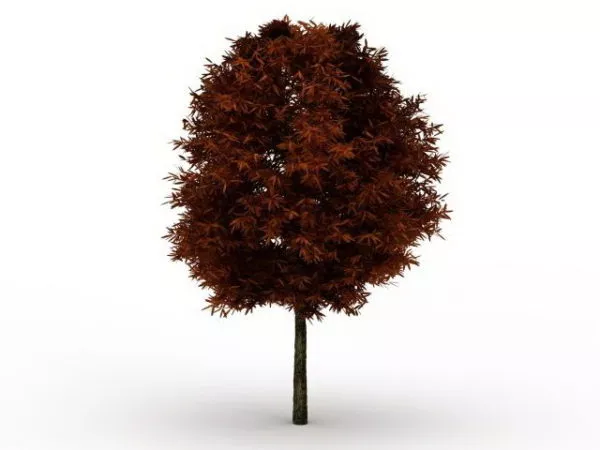 Northern Red Oak Tree 3d model Northern Red Oak Tree 3d model