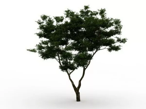 Bifurcated Tree 3d model Bifurcated Tree 3d model