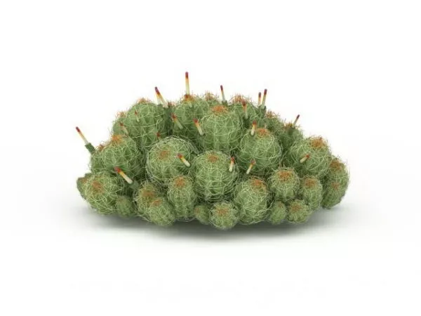 Cactus Plant Pot On Table 3d model