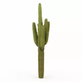 Mexican Giant Cardon 3d model