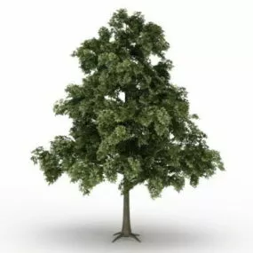 Sessile Oak Tree 3d model