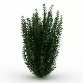 Garden Privet Plants 3d model