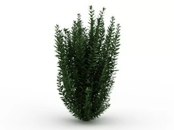 Garden Privet Plants 3d model Garden Privet Plants 3d model