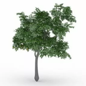 Lemon Tree With Fruit 3d model
