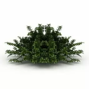 Privet Honeysuckle 3d model