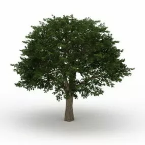 Brazilian Pepper Tree 3d model