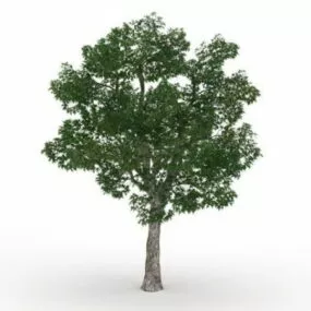 London Plane Platanus 3d model
