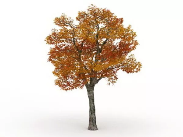 Autumn Platanus Tree 3d model Autumn Platanus Tree 3d model