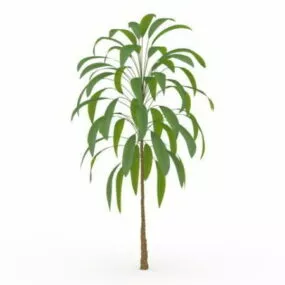 Cordyline Petiolaris 3d model