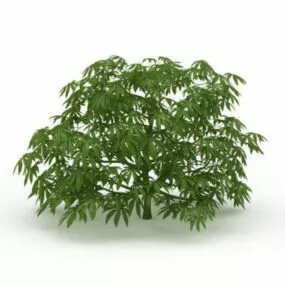Japanese Aralia Paperplant 3d model