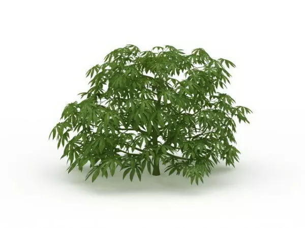 Japanese Aralia Paperplant 3d model Japanese Aralia Paperplant 3d model