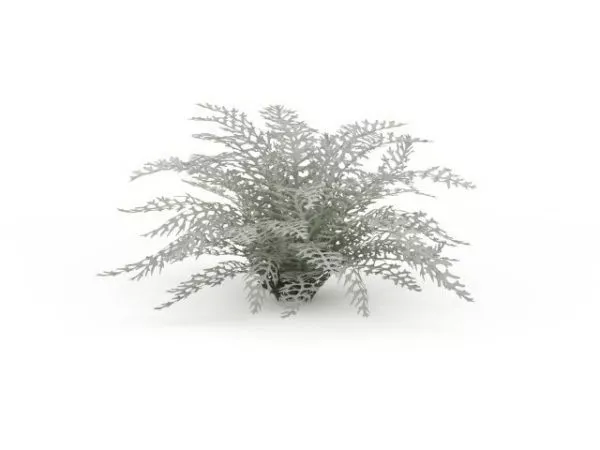 Landscaping Ferns 3d model Landscaping Ferns 3d model