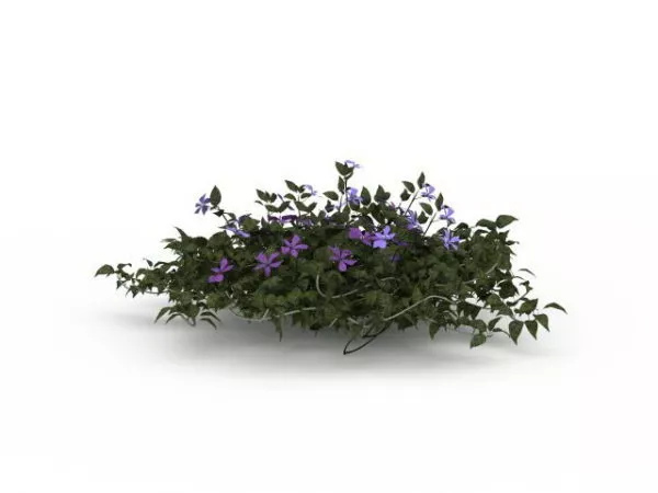 Vinca Difformis Flowering Subshrub 3d model Vinca Difformis Flowering Subshrub 3d model