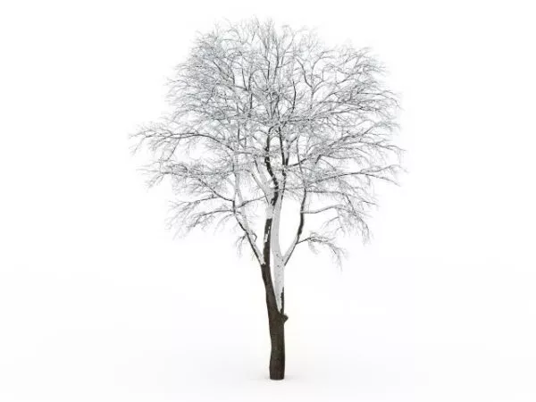 Tall Tree Covered By Snow 3d model Tall Tree Covered By Snow 3d model