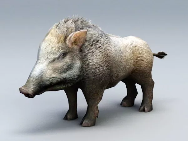 Wild Boar 3d model Wild Boar 3d model