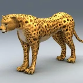 African Cheetah 3d model