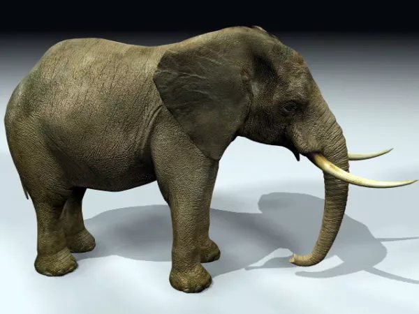 Massive Elephant 3d model Massive Elephant 3d model