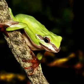 Green Tree Frog 3d model