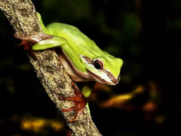 Green Tree Frog 3d model Green Tree Frog 3d model