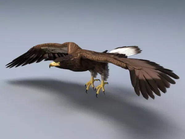 Animated Bald Eagle Rig 3d model Animated Bald Eagle Rig 3d model