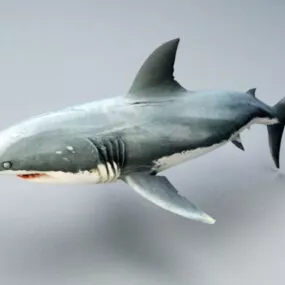 Great White Shark 3d model