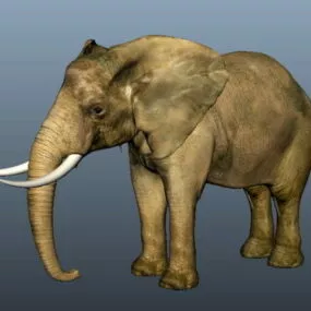 Asian Elephant 3d model