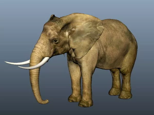 Elephant In Jungle 3d model