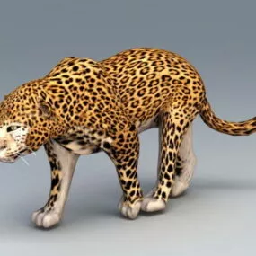 African Leopard 3d model