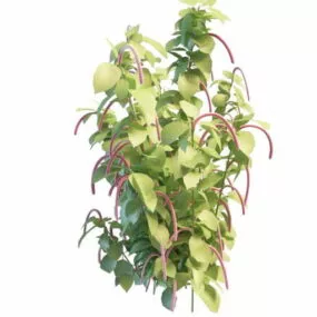 Shrub Cluster Flower 3d model