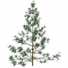 Salix Leaf Shrub Tree 3d model