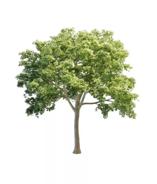 Plant White Elm Tree 3d model Plant White Elm Tree 3d model