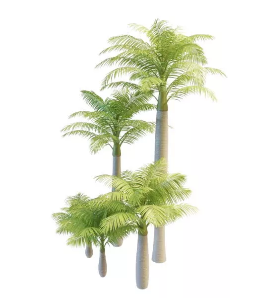 Plant Alexandra Palm Trees 3d model Plant Alexandra Palm Trees 3d model