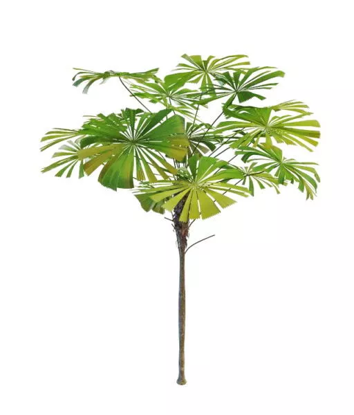 Lowpoly Palm Trees On Beach 3d model