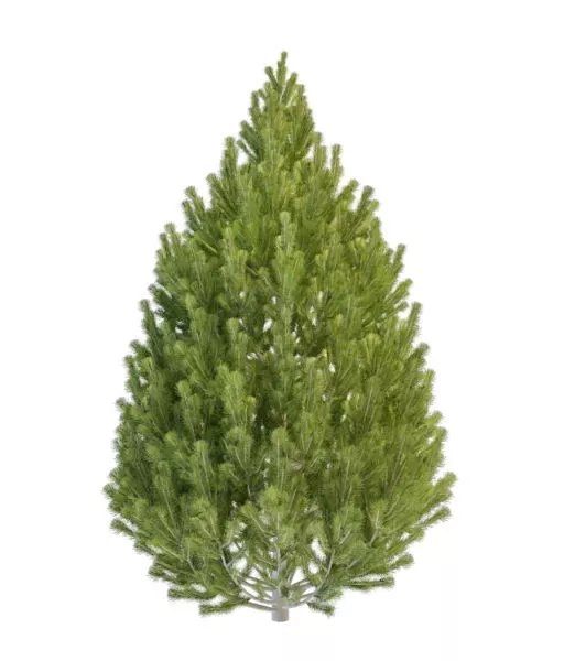 Landscape Topiary Pine Tree 3d model Landscape Topiary Pine Tree 3d model