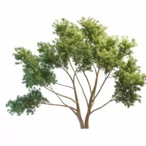 Plant Ornamental Peach Tree 3d model
