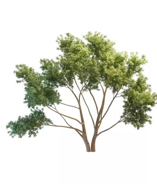 Plant Ornamental Peach Tree 3d model Plant Ornamental Peach Tree 3d model