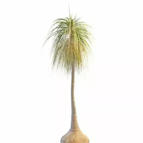 Plant Ponytail Palm Tree 3d model
